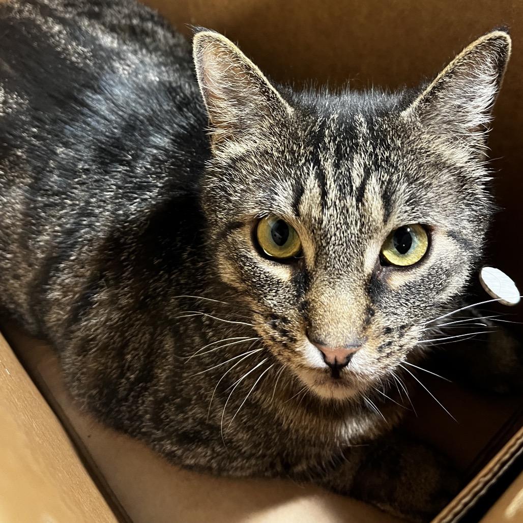 Enlarge Juko, a Adoptable mixed breed in Tampa, FL image 2/4