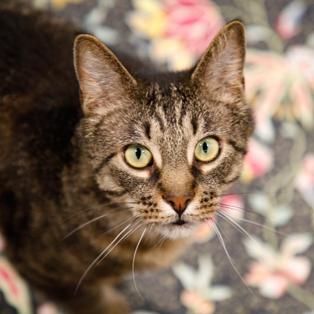 Enlarge Juko, a Adoptable mixed breed in Tampa, FL image 3/4