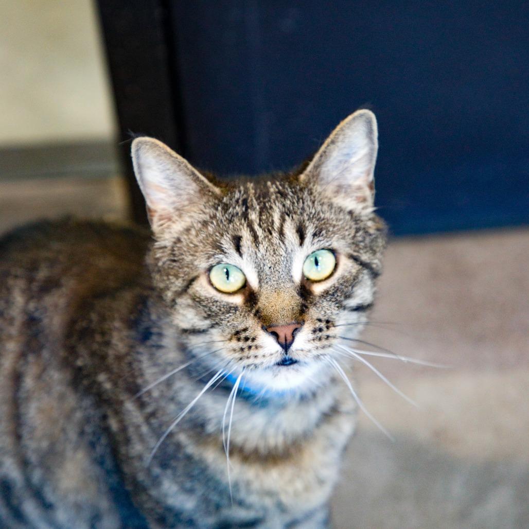 Enlarge Juko, a Adoptable mixed breed in Tampa, FL image 4/4