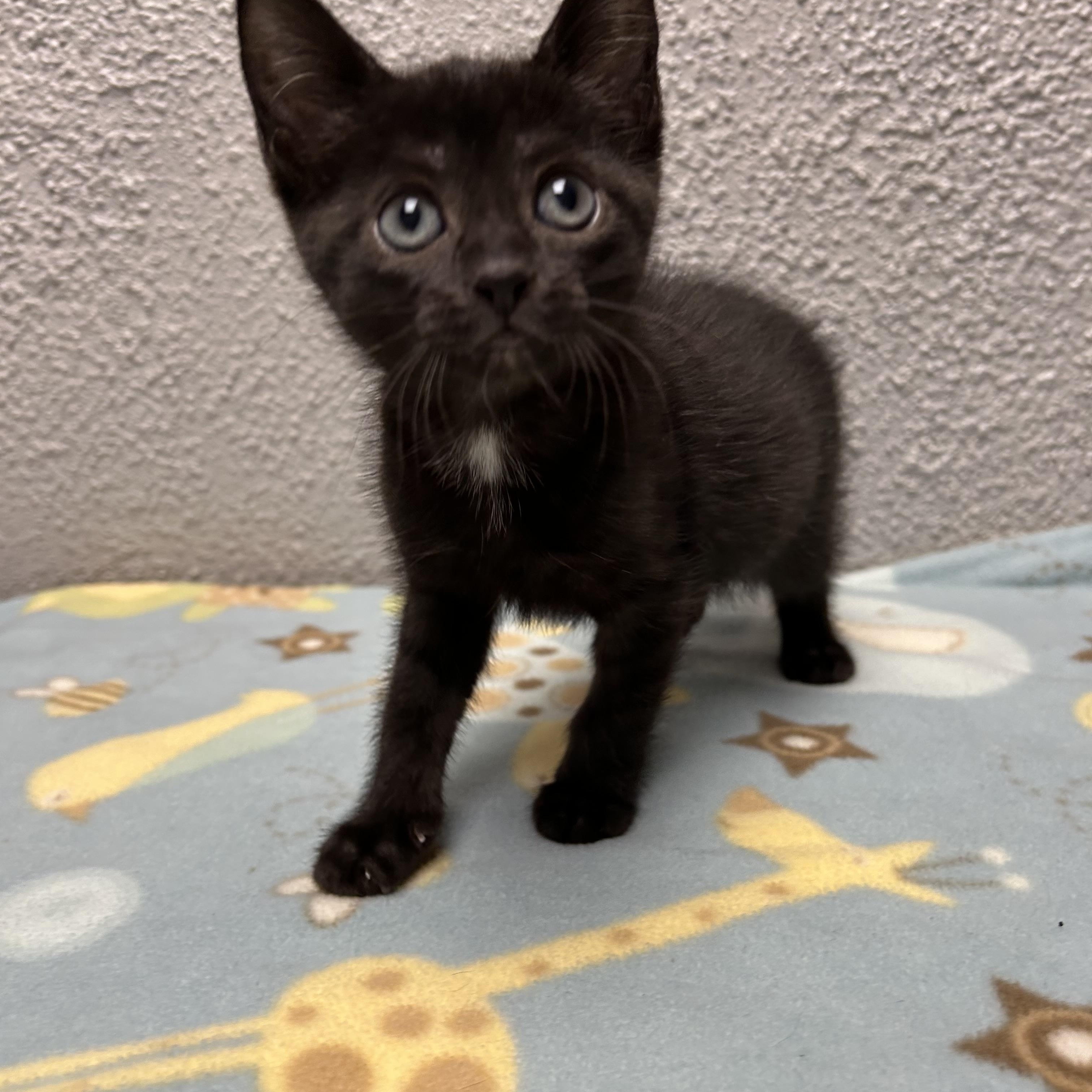 Enlarge Blueberry, a Adopted Domestic Short Hair in Walker, MI image 4/6