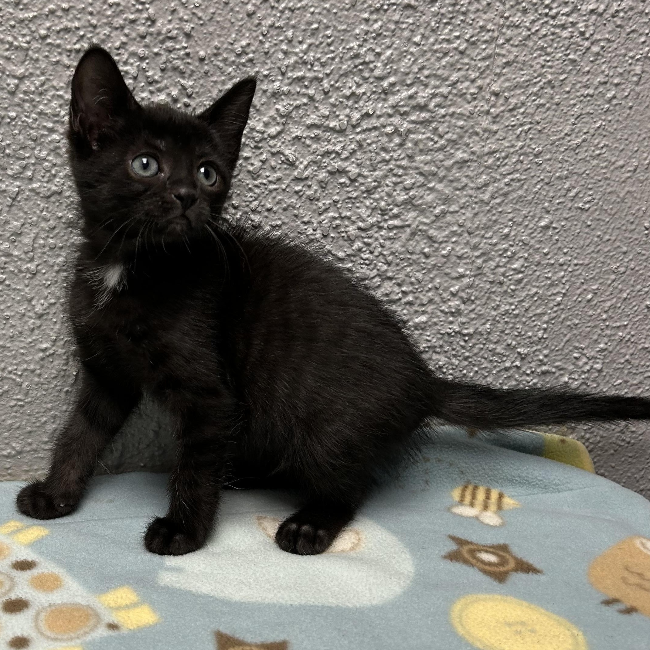 Blueberry, Adopted, Kitten Female Domestic Short Hair.