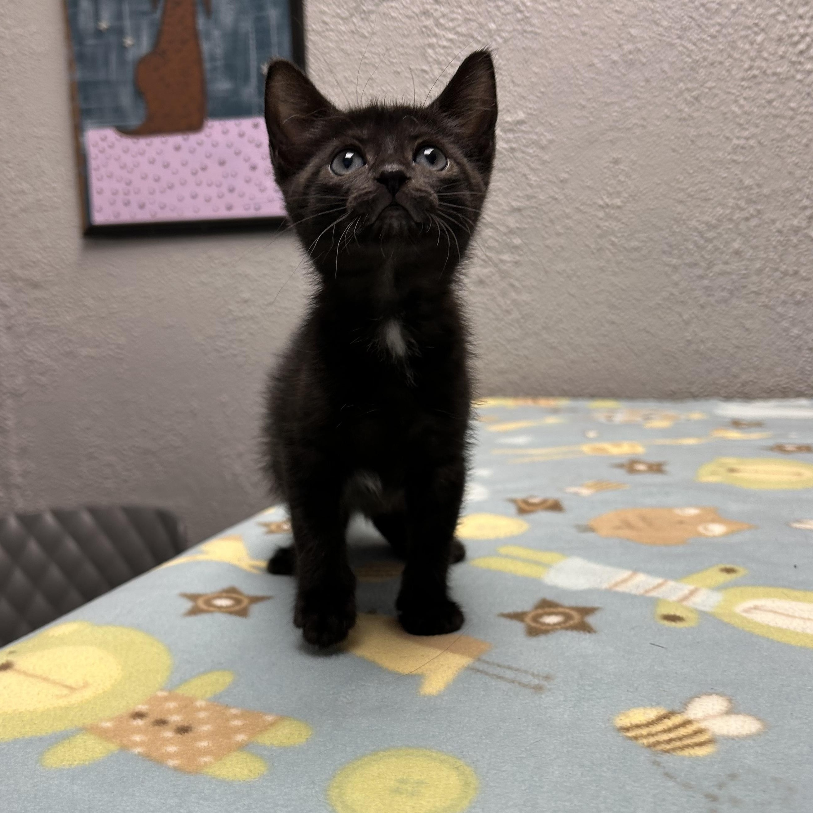 Enlarge Blueberry, a Adopted Domestic Short Hair in Walker, MI image 3/6