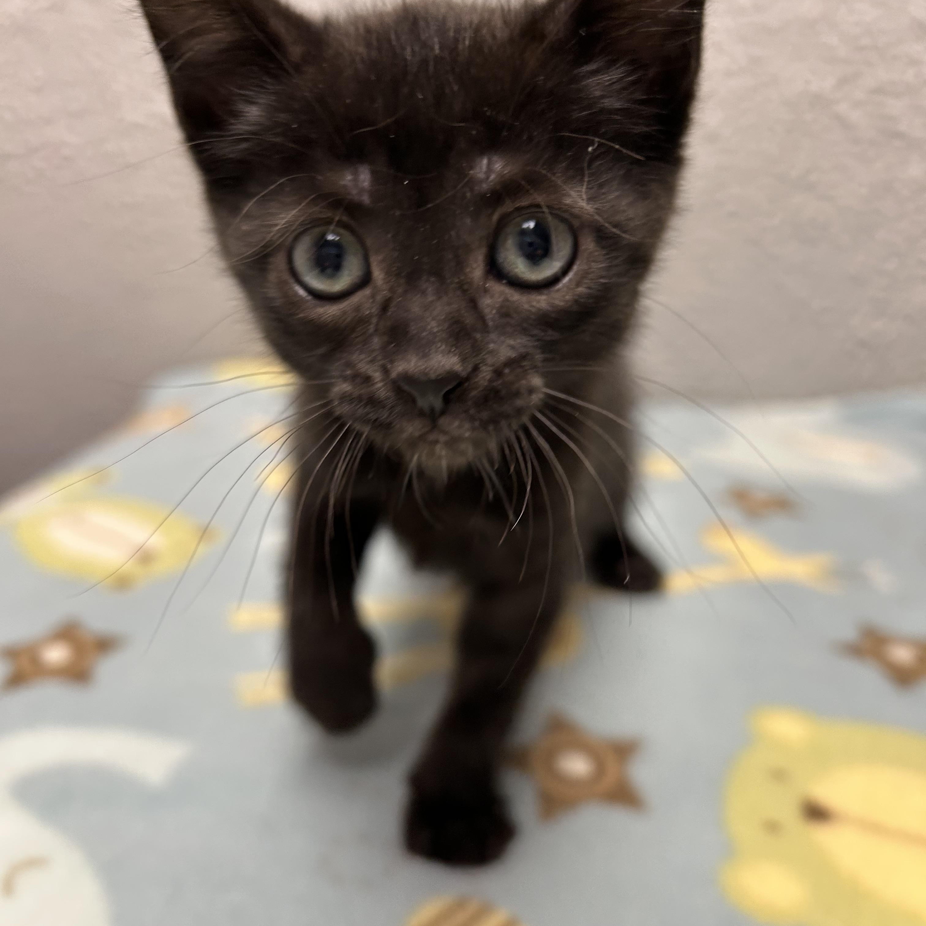 Enlarge Blueberry, a Adopted Domestic Short Hair in Walker, MI image 6/6
