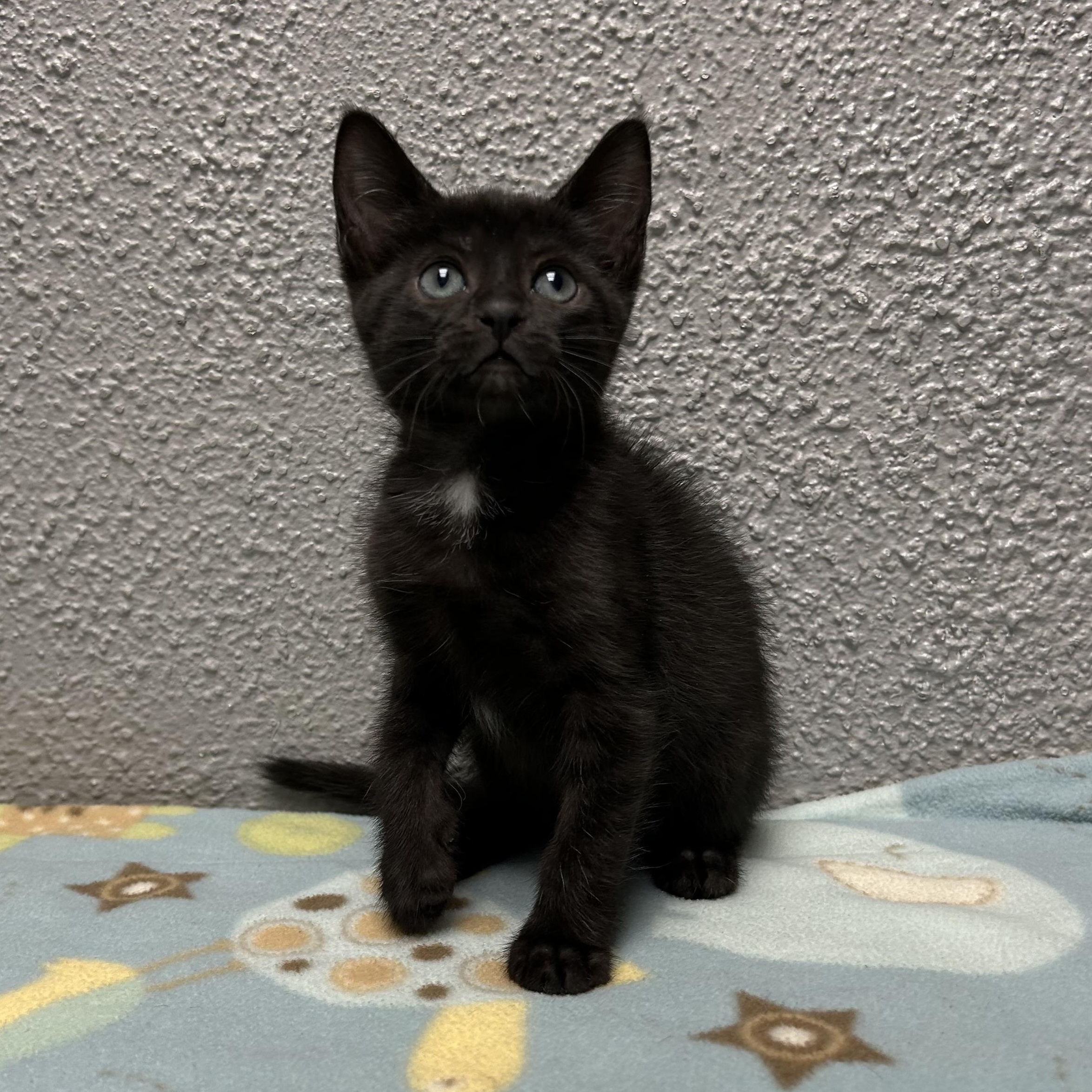 Enlarge Blueberry, a Adopted Domestic Short Hair in Walker, MI image 5/6