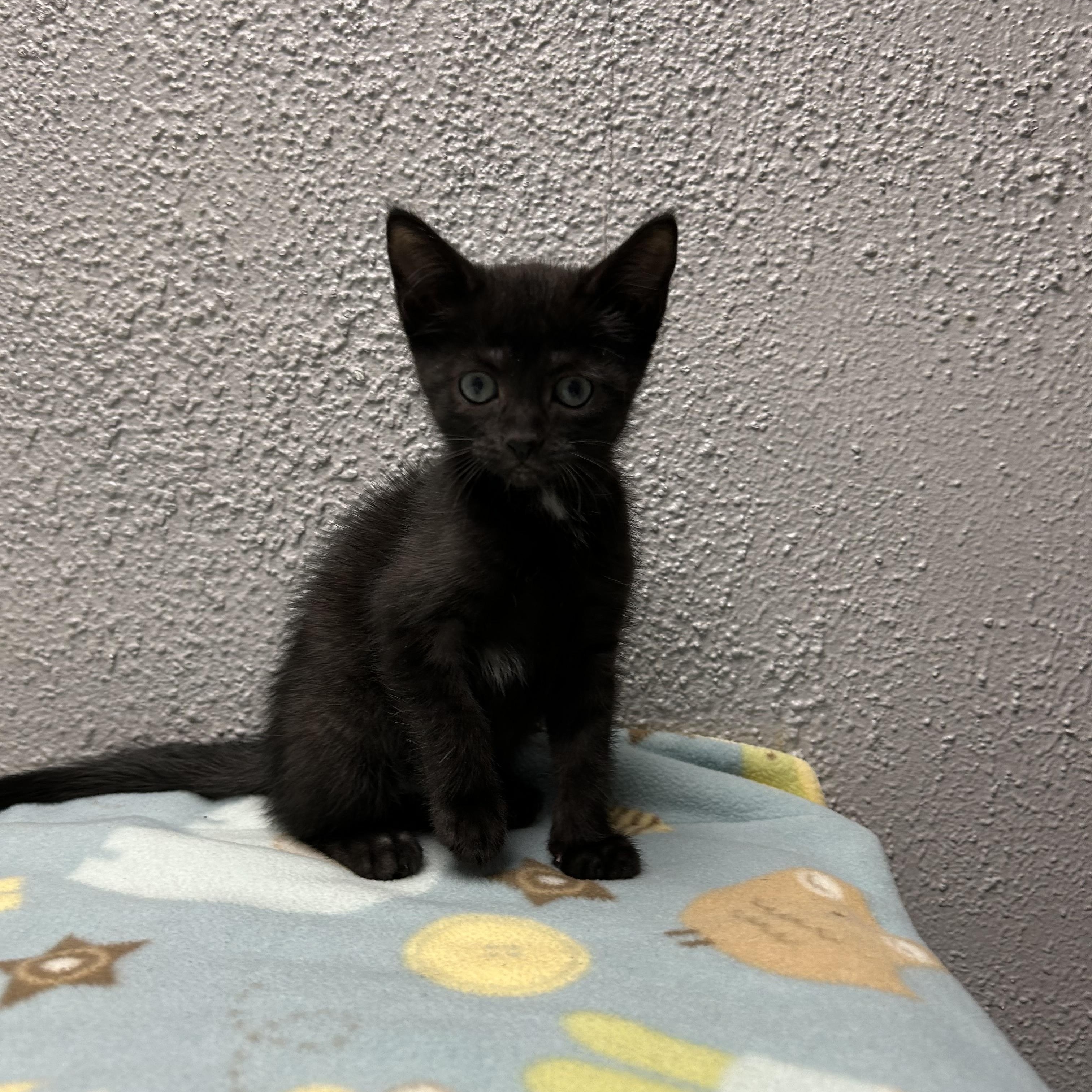 Enlarge Blueberry, a Adopted Domestic Short Hair in Walker, MI image 2/6