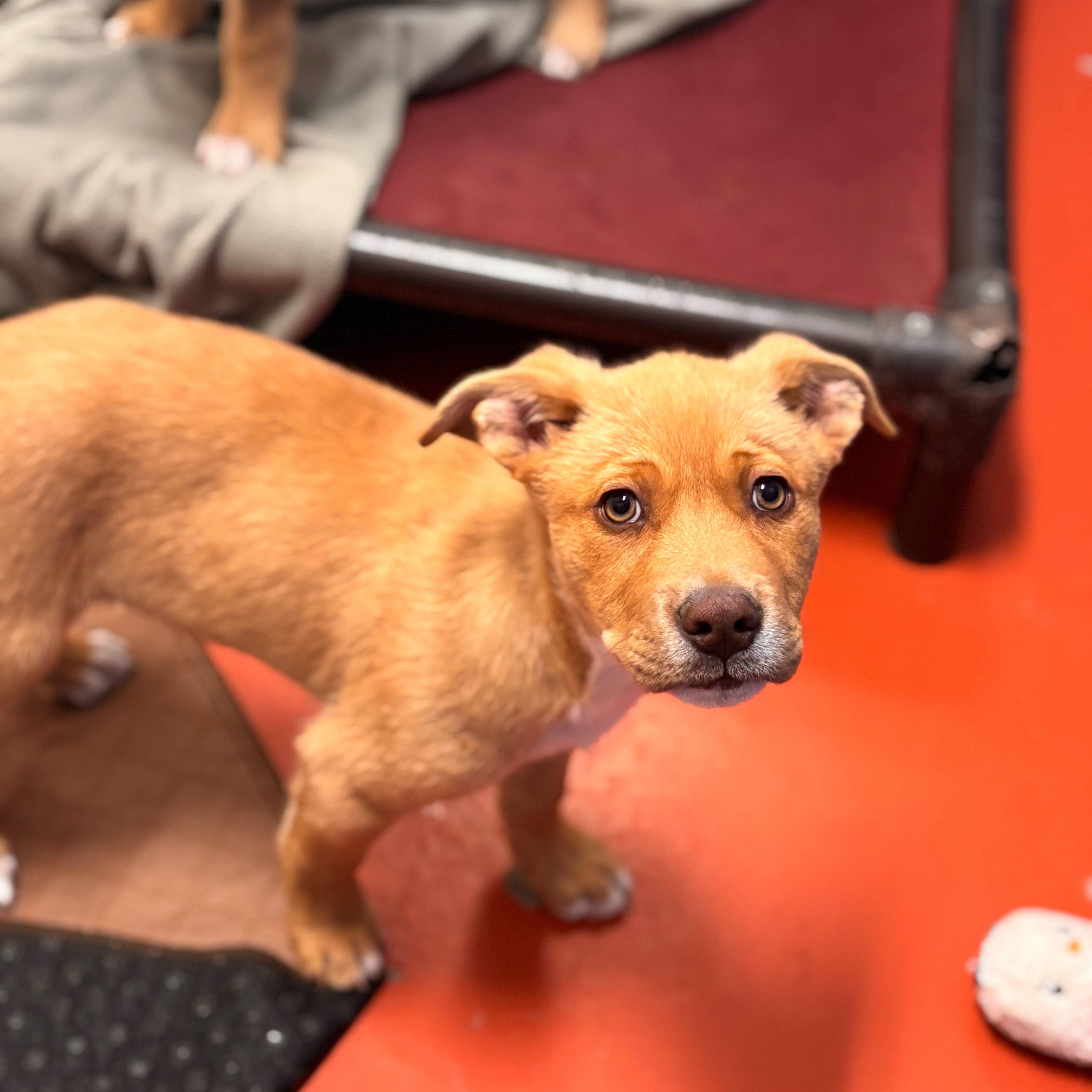 Sawyer, adopted, Puppy Male Shepherd.