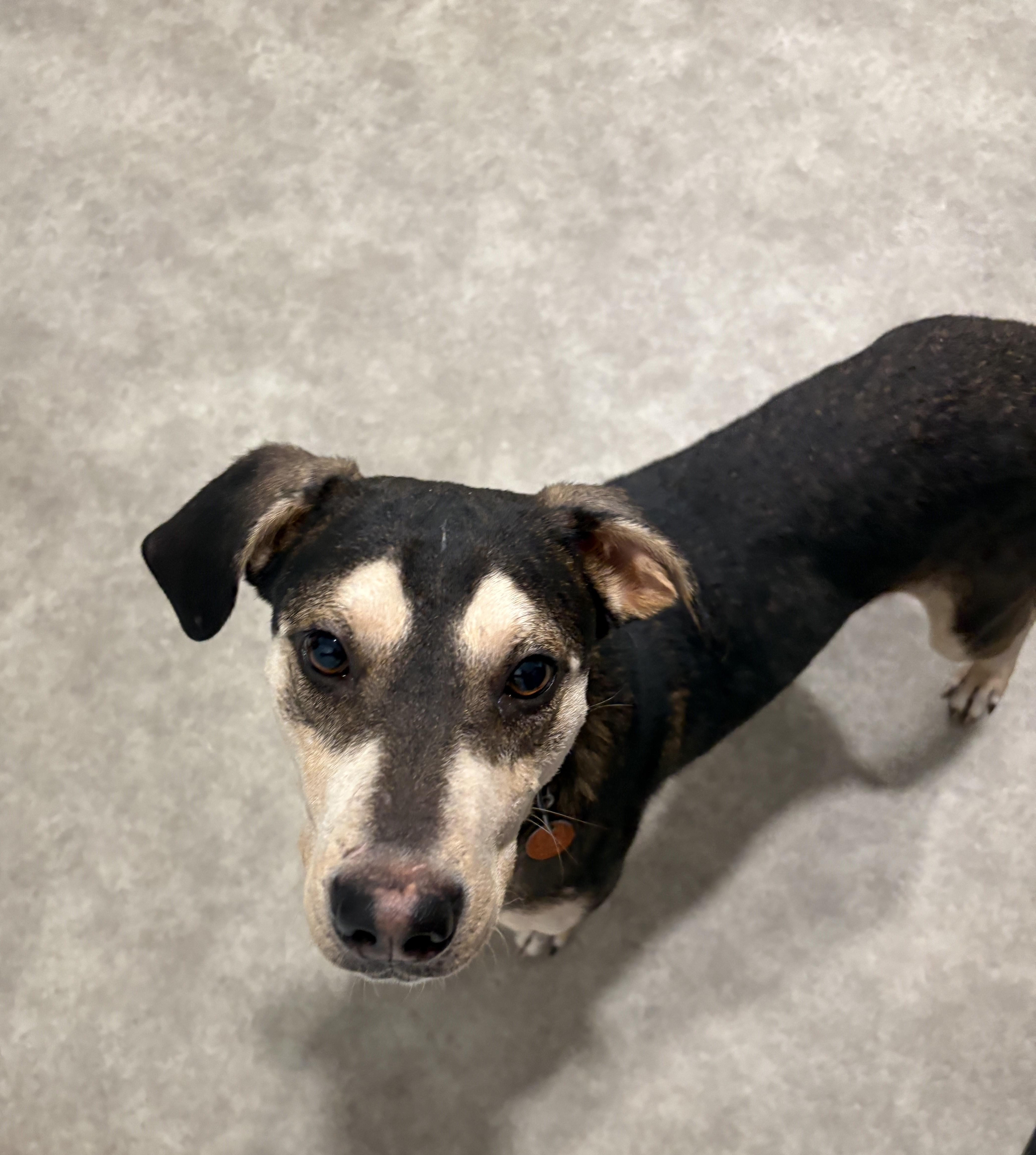 Enlarge Spike, a Adoptable mixed breed in Grant, NE image 3/5