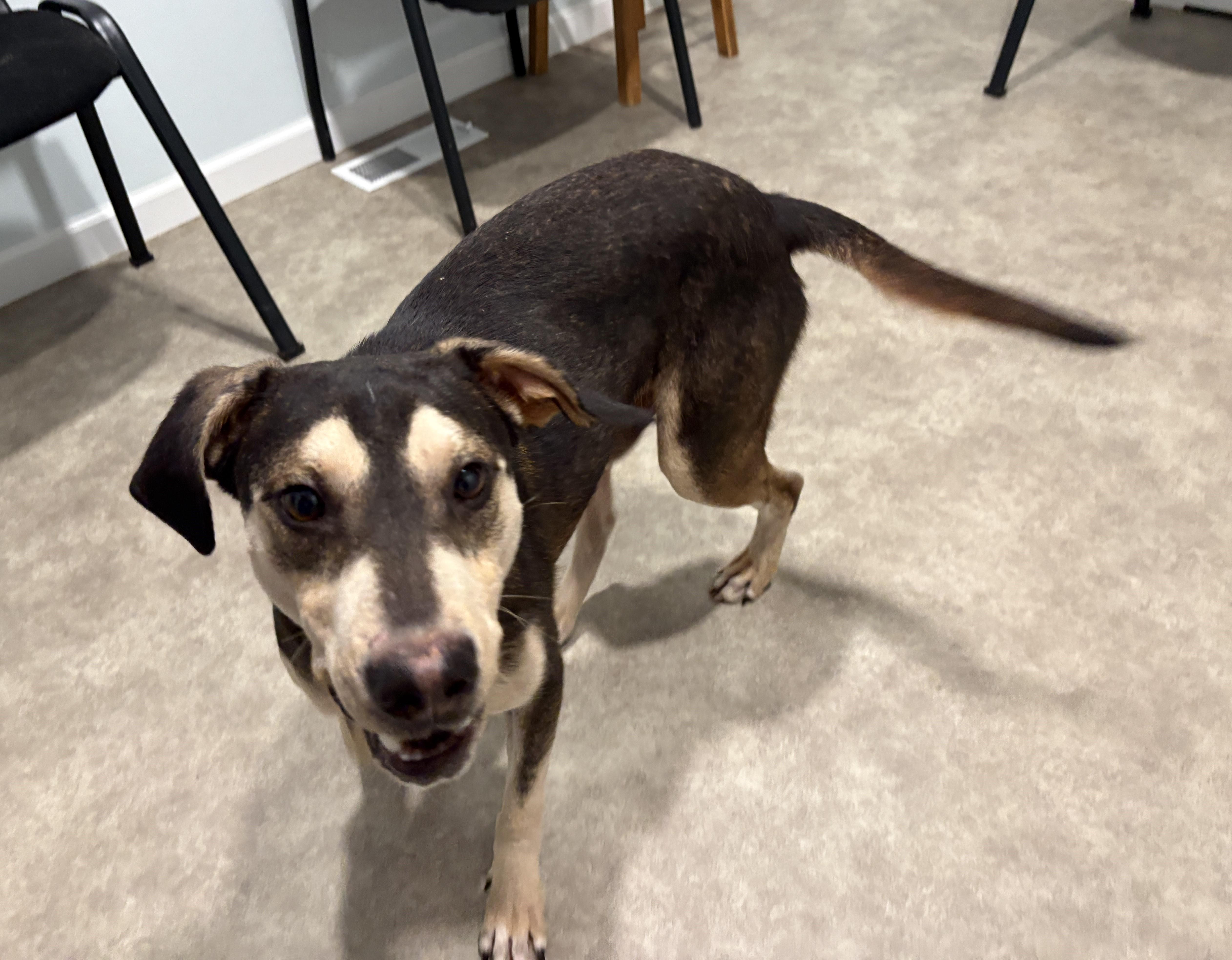 Enlarge Spike, a Adoptable mixed breed in Grant, NE image 5/5