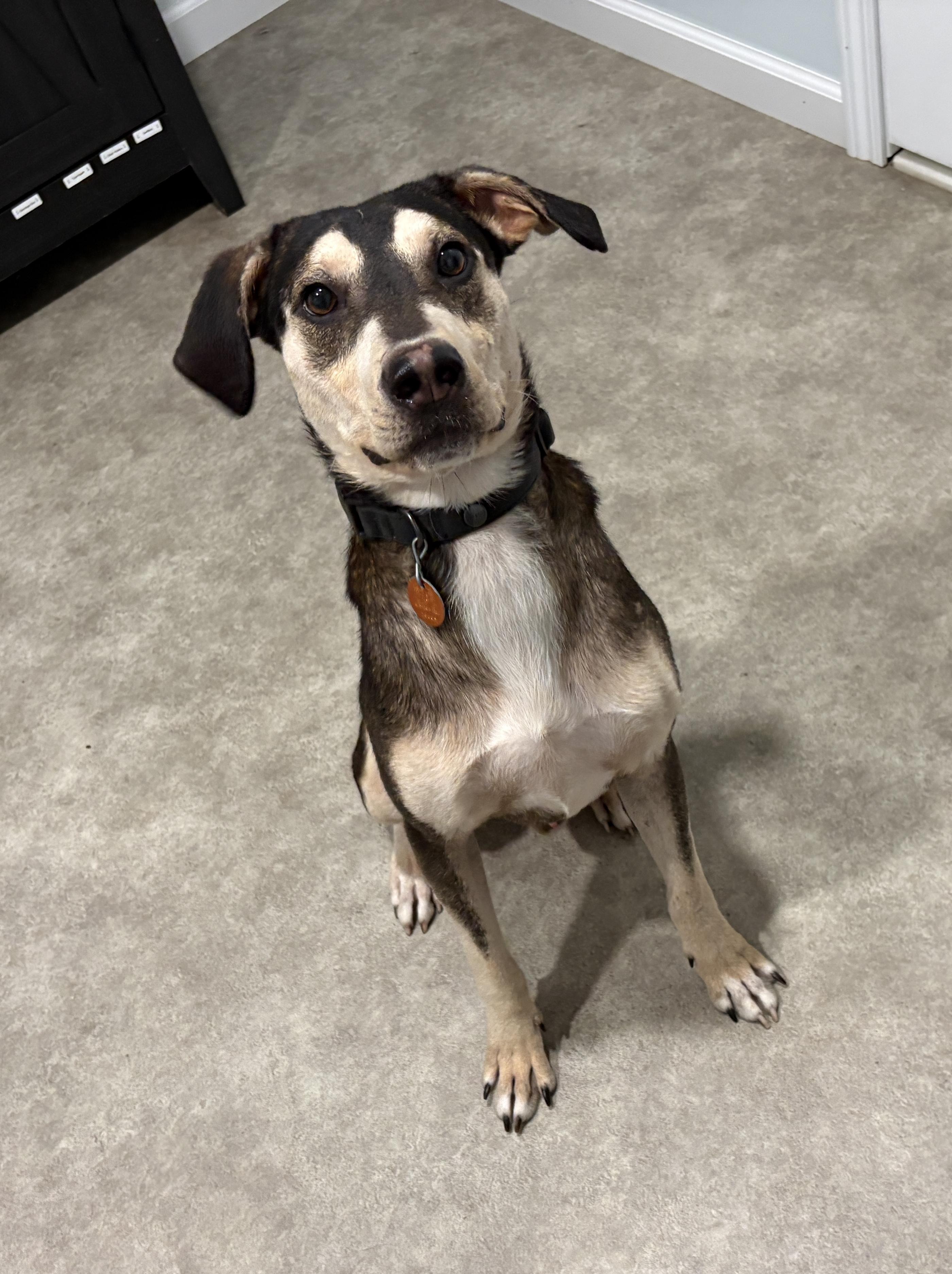 Spike, Adoptable, Young Male Mountain Cur.