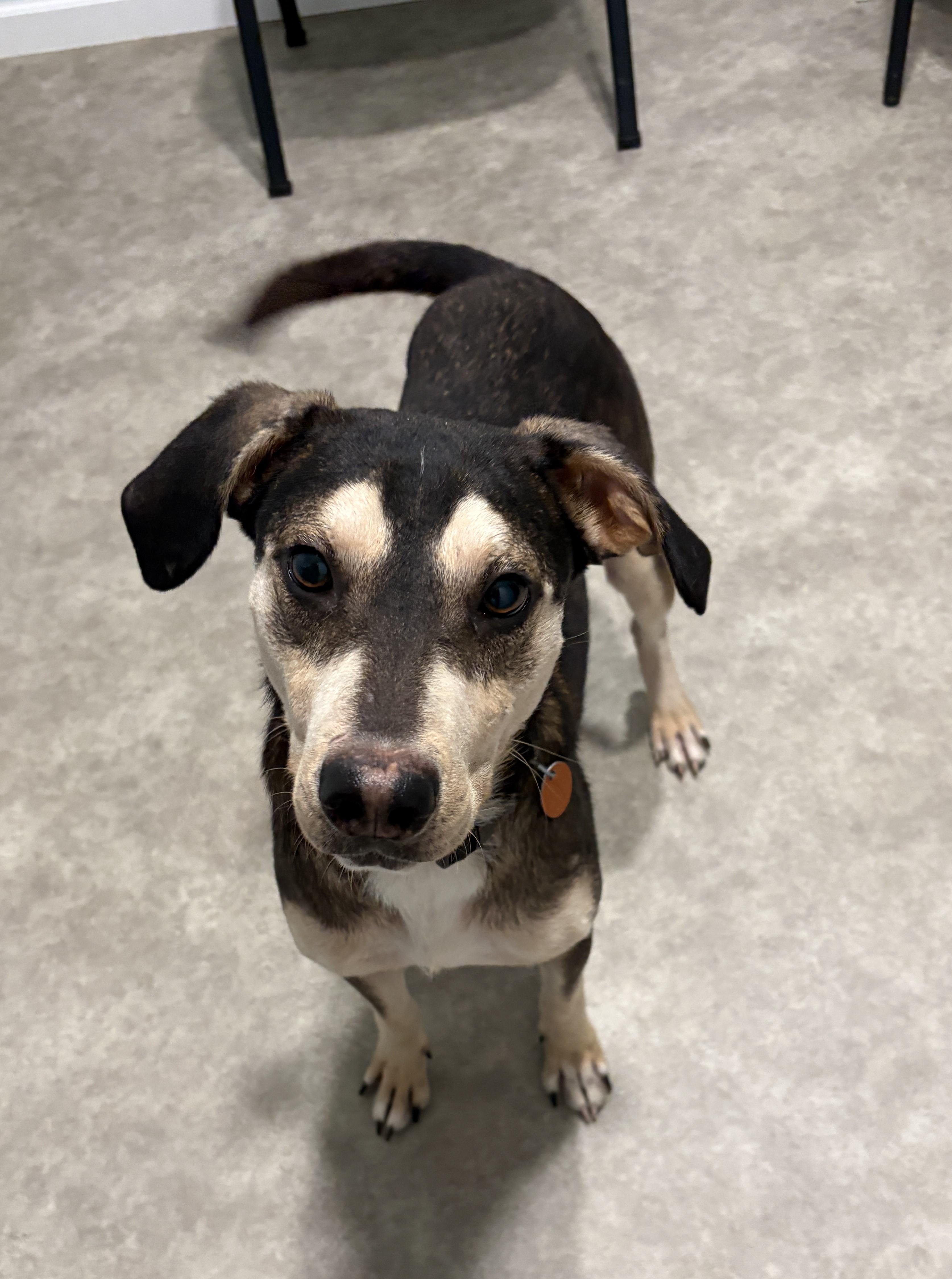 Enlarge Spike, a Adoptable mixed breed in Grant, NE image 4/5