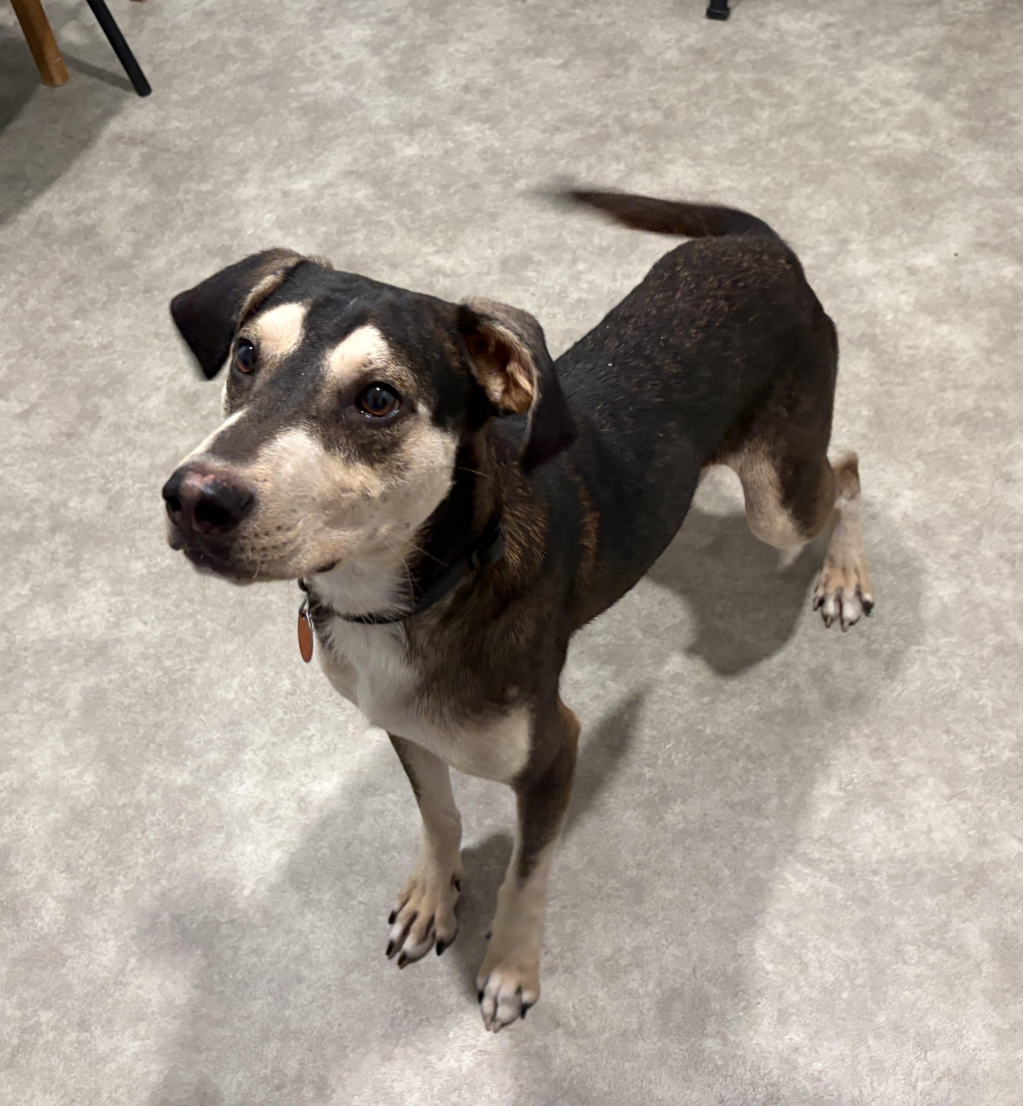 Enlarge Spike, a Adoptable mixed breed in Grant, NE image 2/5