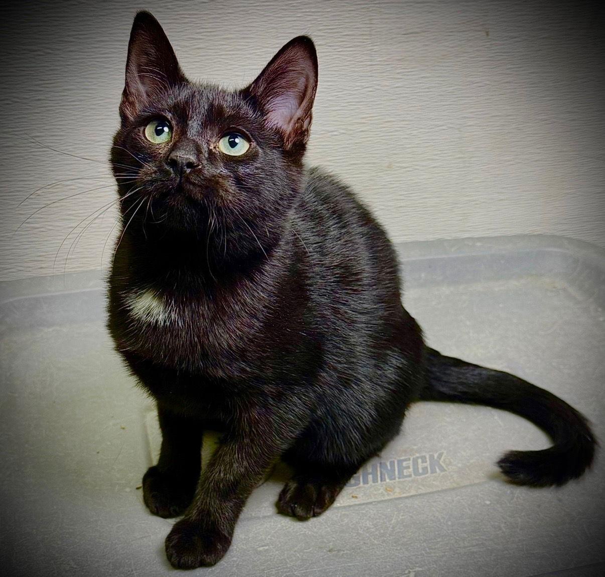 Enlarge Tulio, a Adoptable Domestic Short Hair in Cary, NC image 1/3