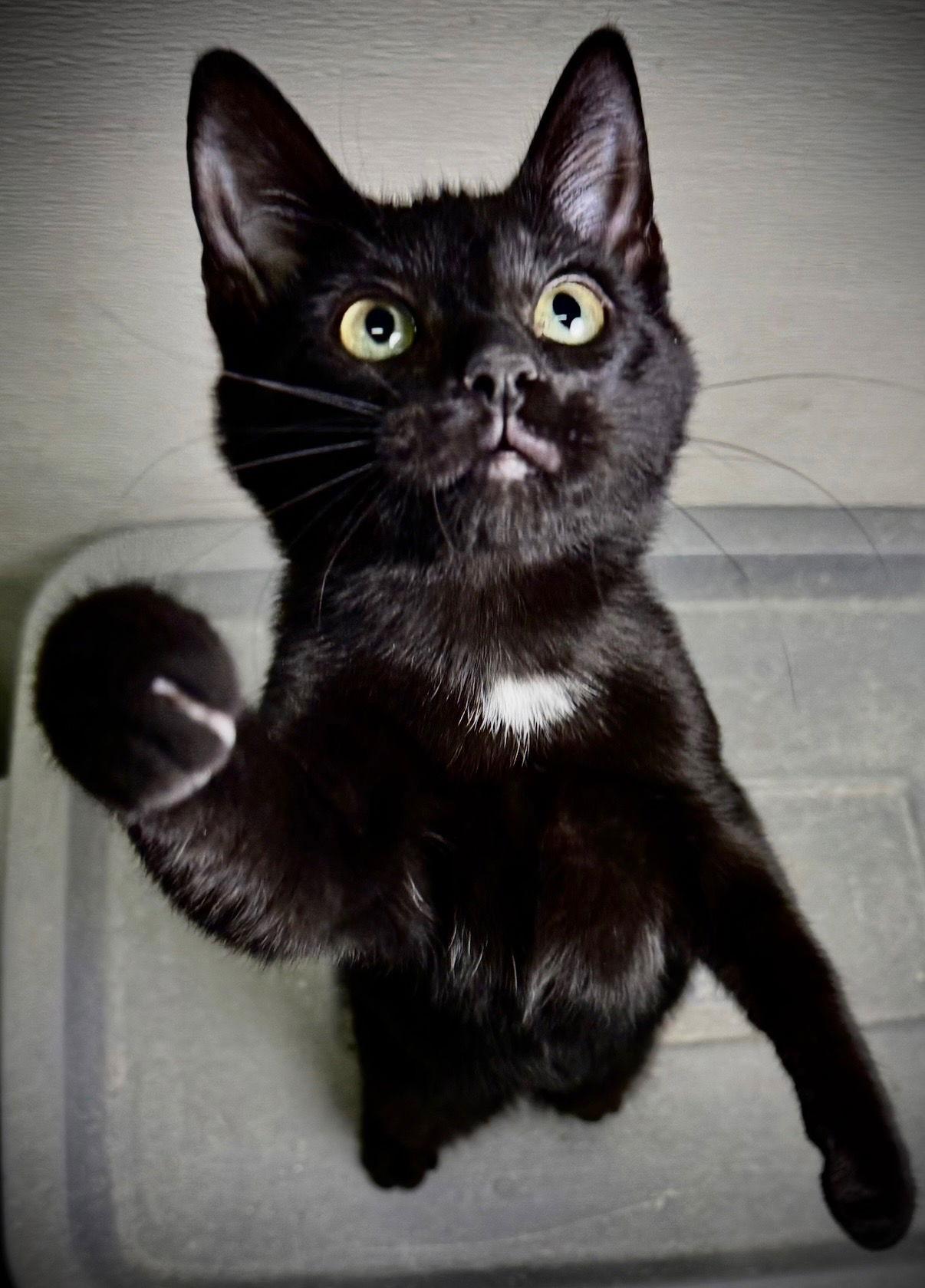 Enlarge Tulio, a Adoptable Domestic Short Hair in Cary, NC image 2/3