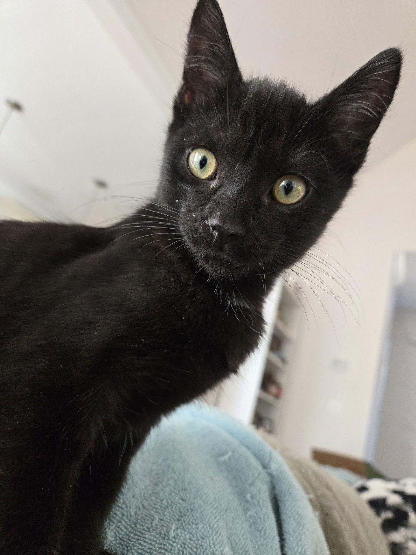 Enlarge Tulio, a Adoptable Domestic Short Hair in Cary, NC image 3/3