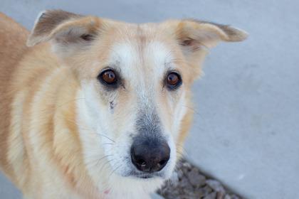 Cora, a Adoptable mixed breed in Kansas City, MO image 1/3