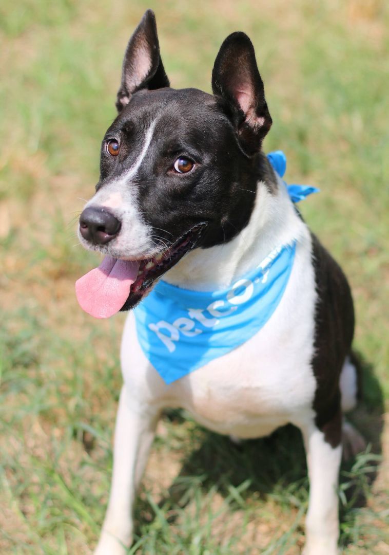 Banjo, Adoptable, Adult Male Akita.