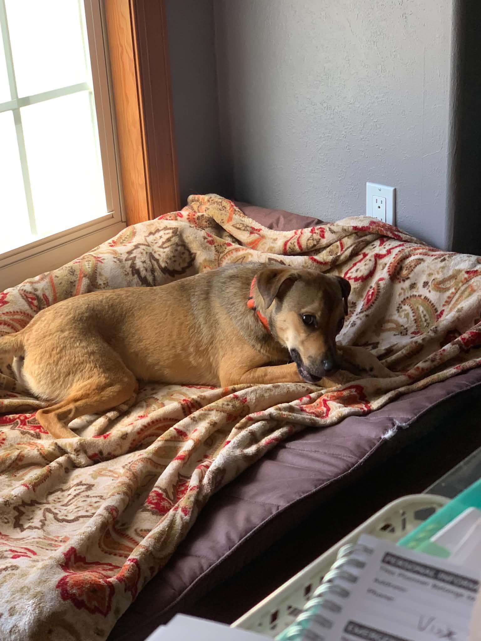 Enlarge Samuel, a Adoptable mixed breed in Douglas, MA image 5/6