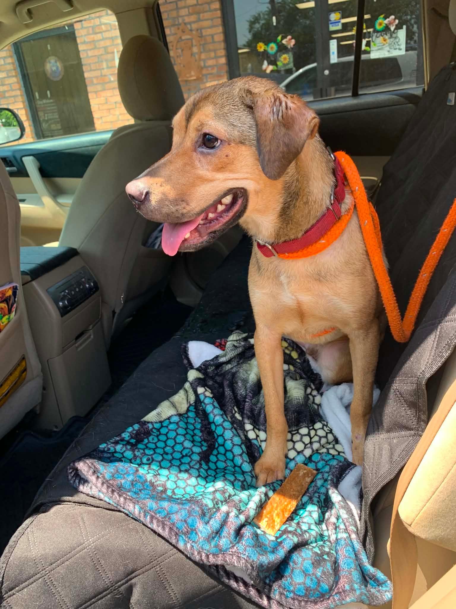 Enlarge Samuel, a Adoptable mixed breed in Douglas, MA image 4/6