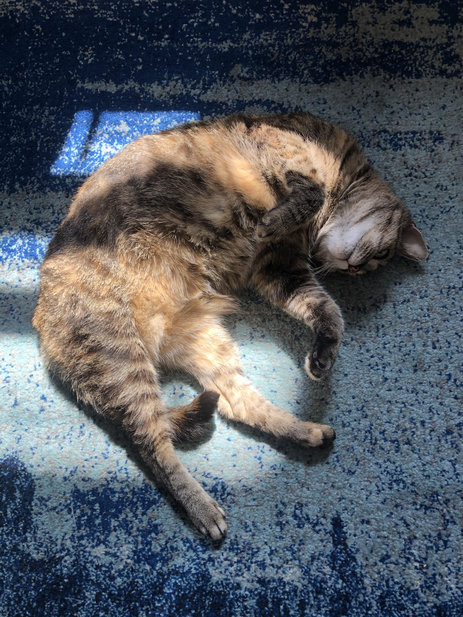 Kitty, a Adoptable Domestic Short Hair in New York, NY image 6/6