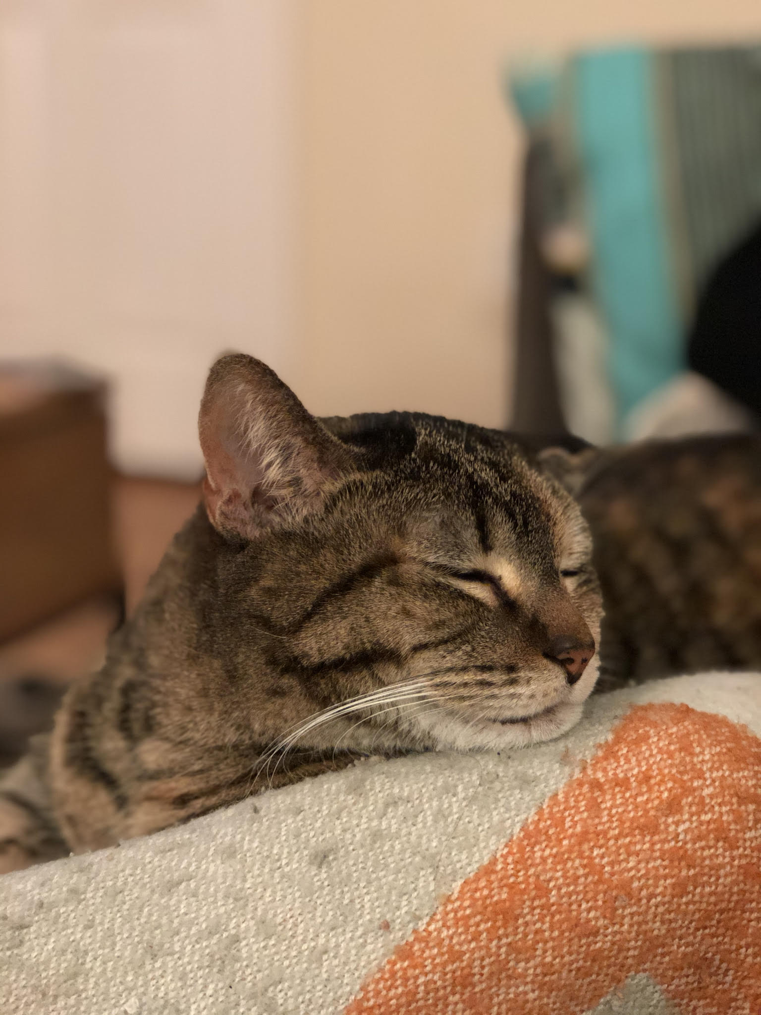 Kitty, a Adoptable Domestic Short Hair in New York, NY image 4/6