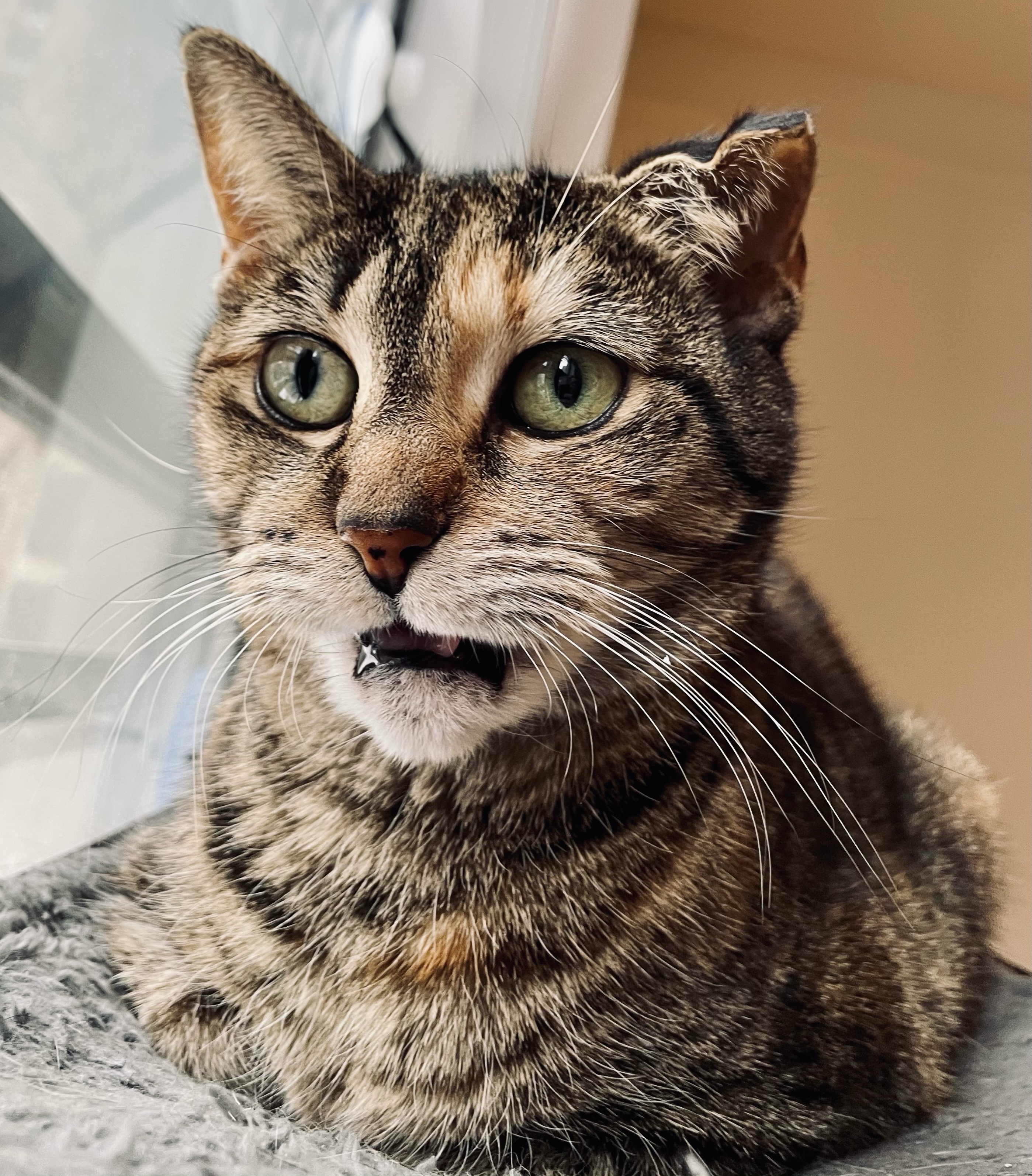 Kitty, a Adoptable Domestic Short Hair in New York, NY image 2/6