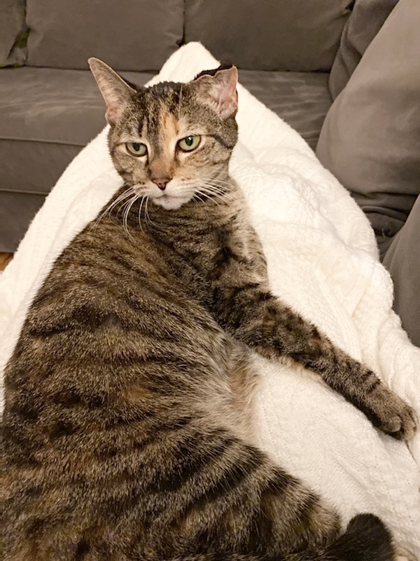 Kitty, Adoptable, Senior Female Domestic Short Hair.