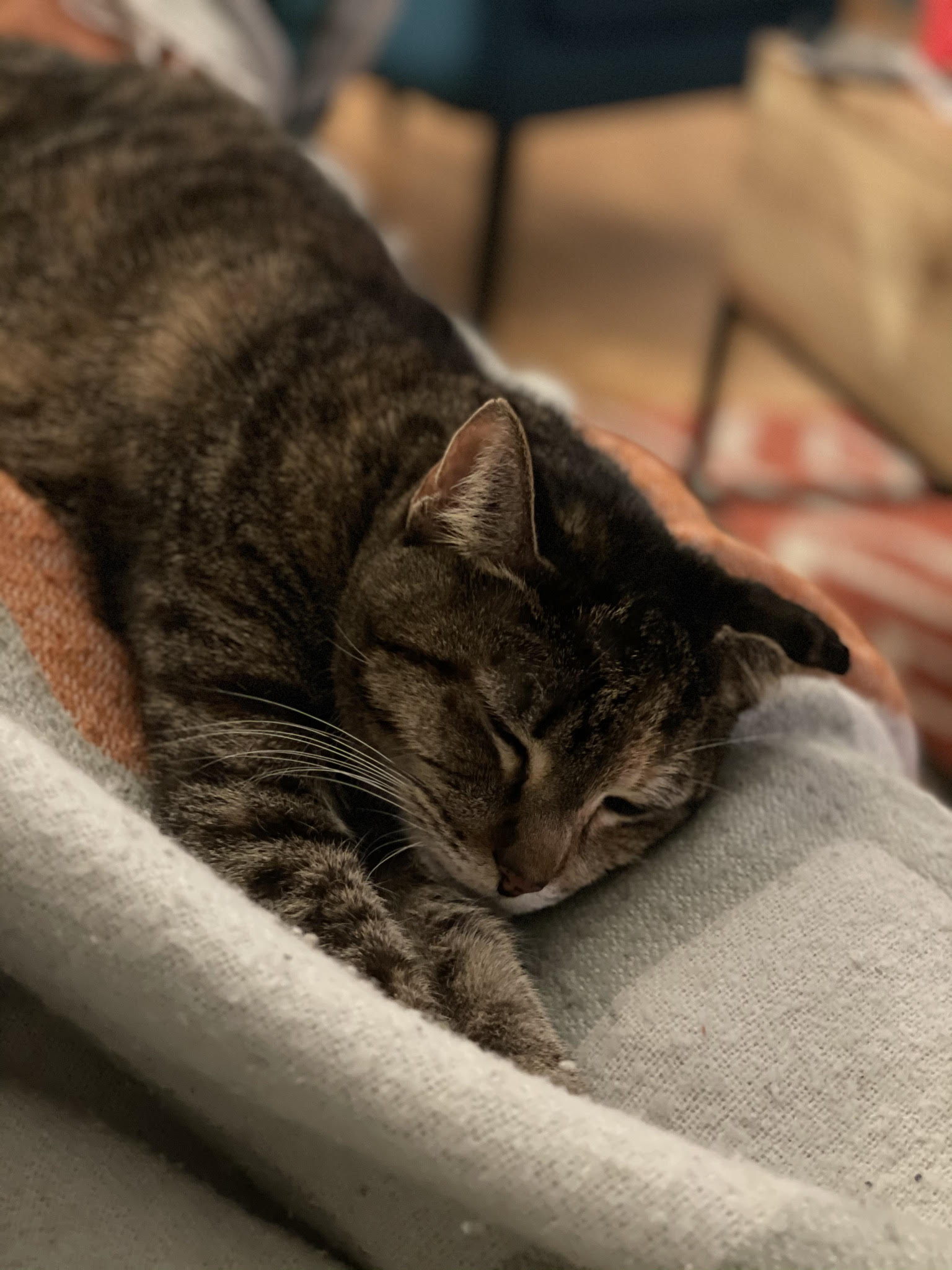 Kitty, a Adoptable Domestic Short Hair in New York, NY image 5/6