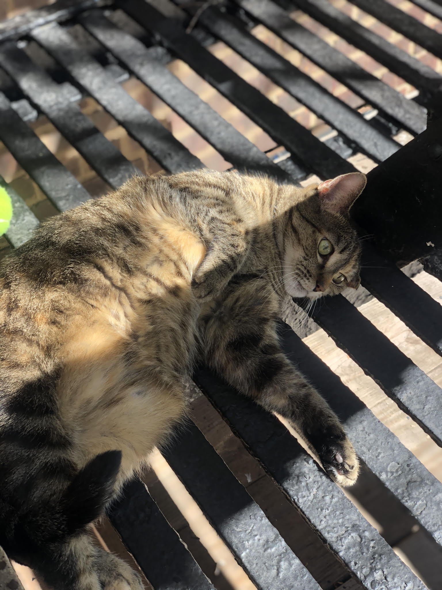 Kitty, a Adoptable Domestic Short Hair in New York, NY image 3/6