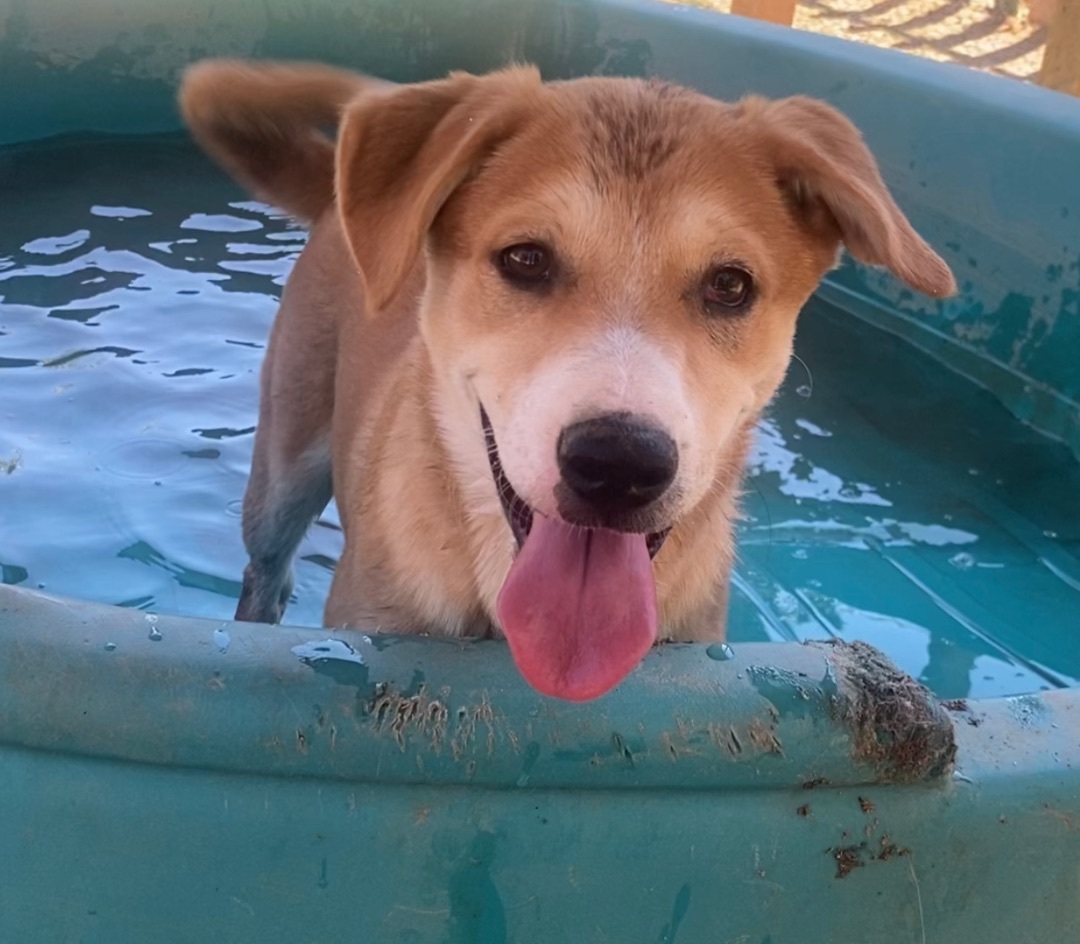 Adorable Lulu and siblings lab mix puppy