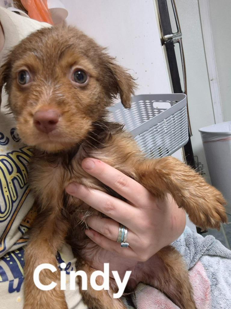 Cindy, Adoptable, Puppy Female Golden Retriever & Mixed Breed.