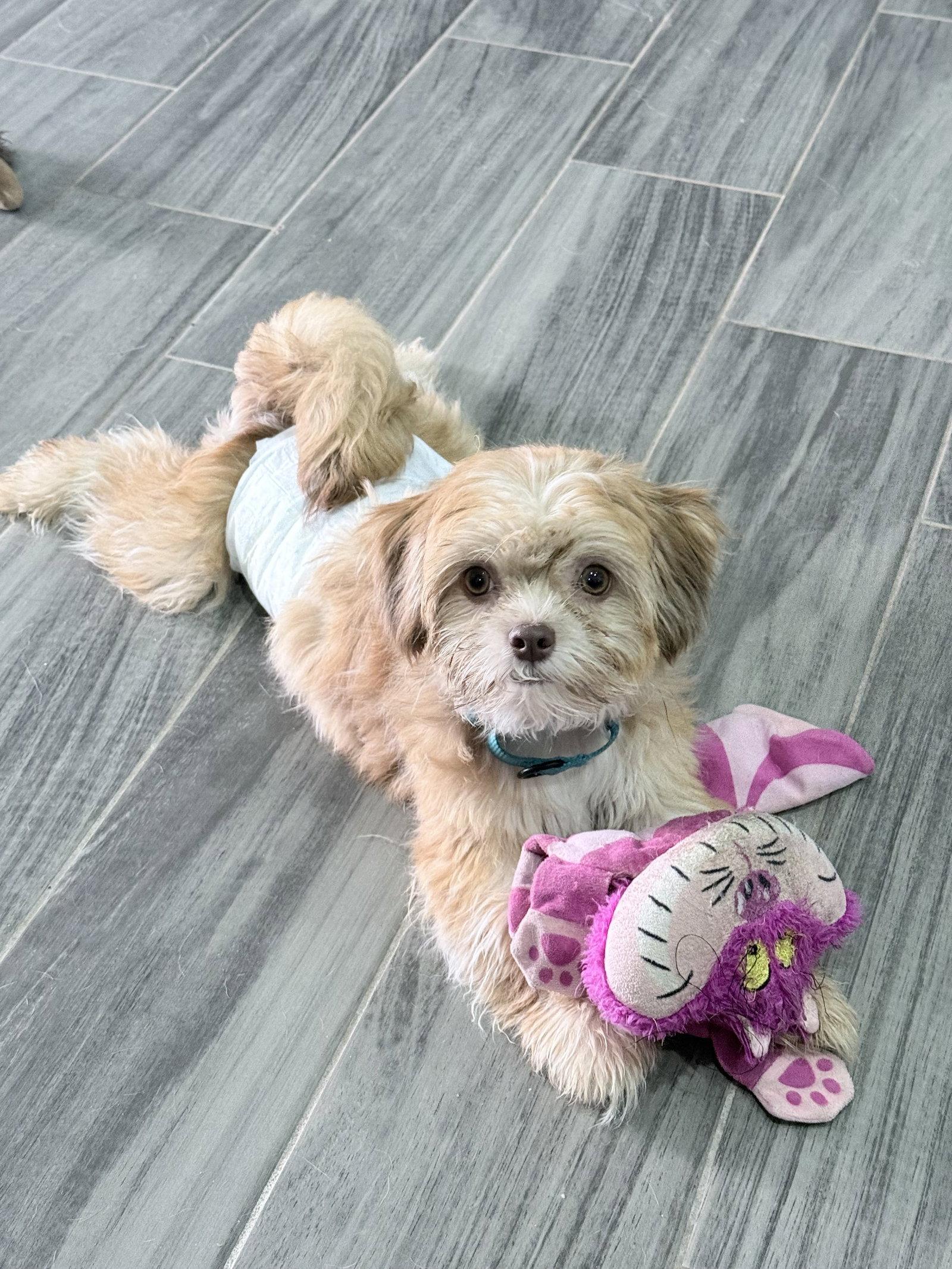 Peanut, a Adopted Shih Tzu in Monticello, NY image 1/3
