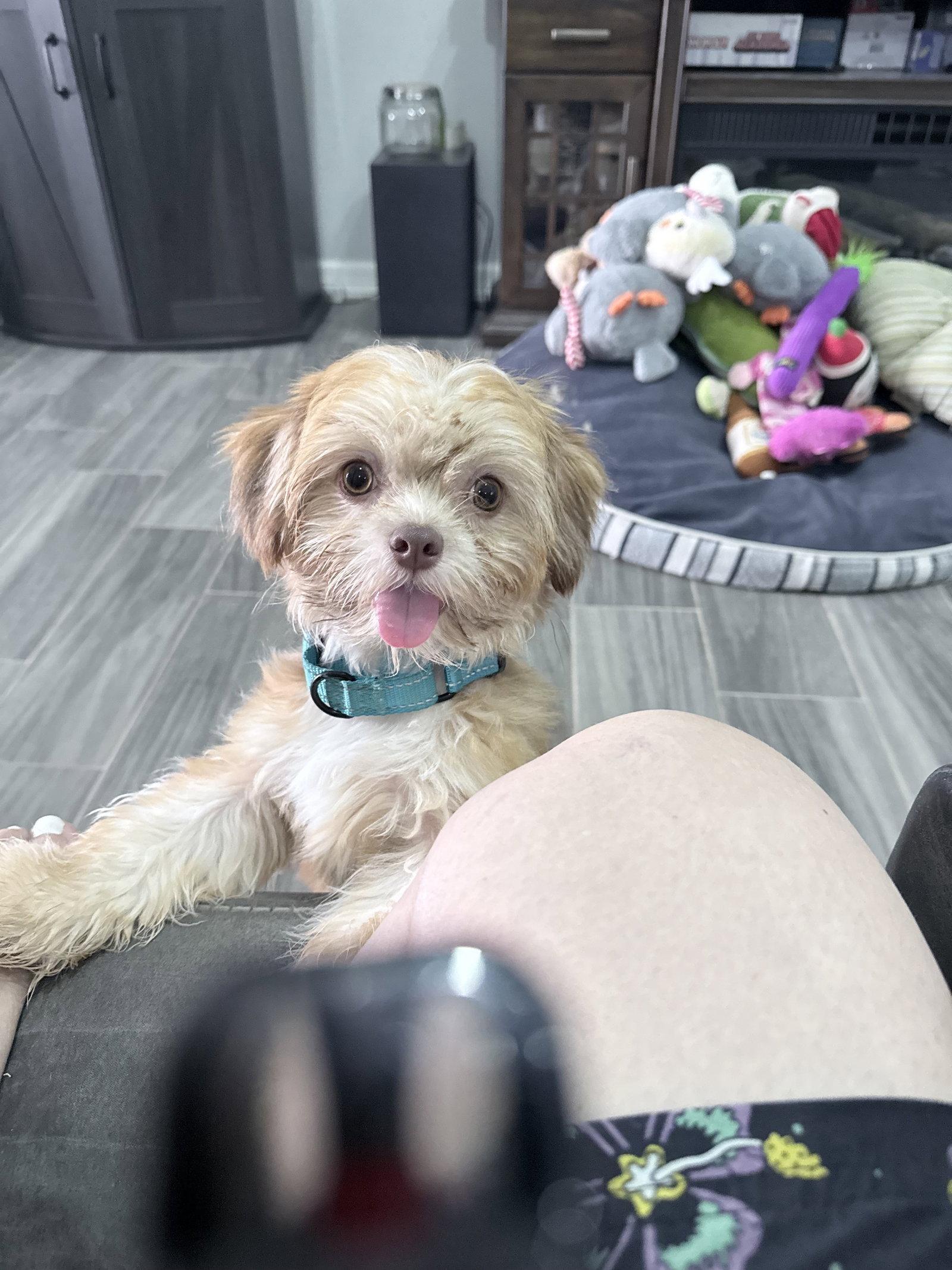 Peanut, a Adopted Shih Tzu in Monticello, NY image 2/3