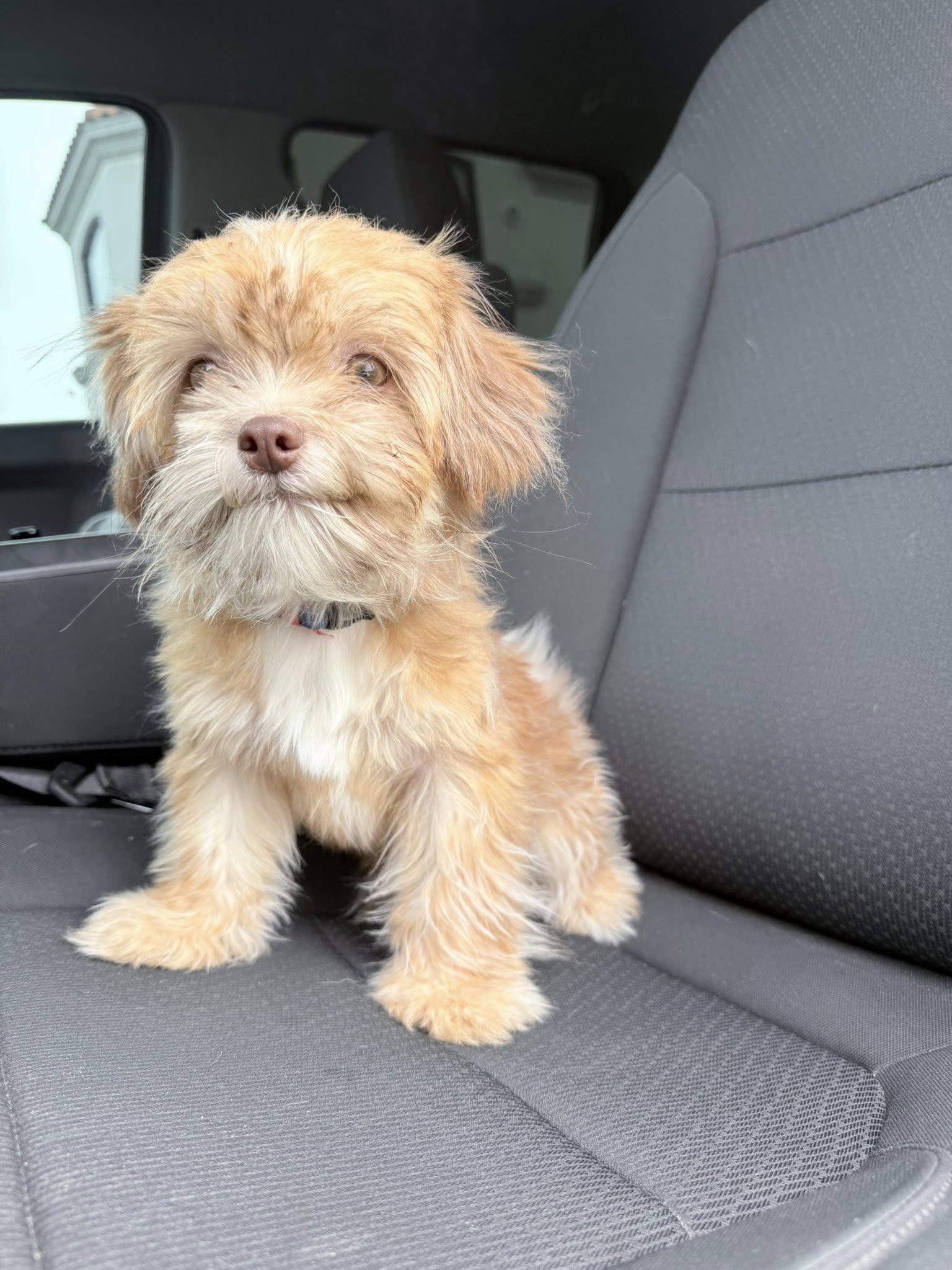 Peanut, a Adopted Shih Tzu in Monticello, NY image 3/3