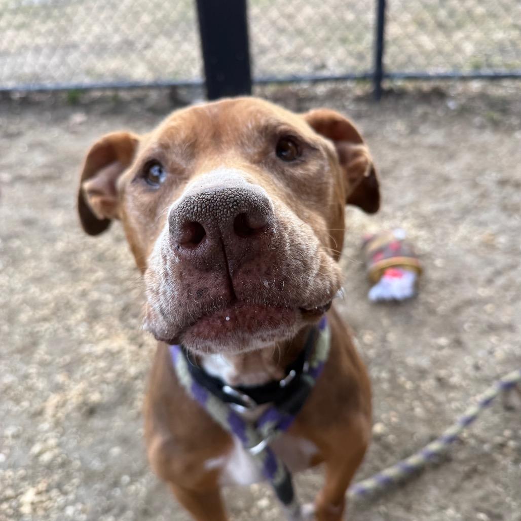 Lilac Wiggleton — thumbnail 2