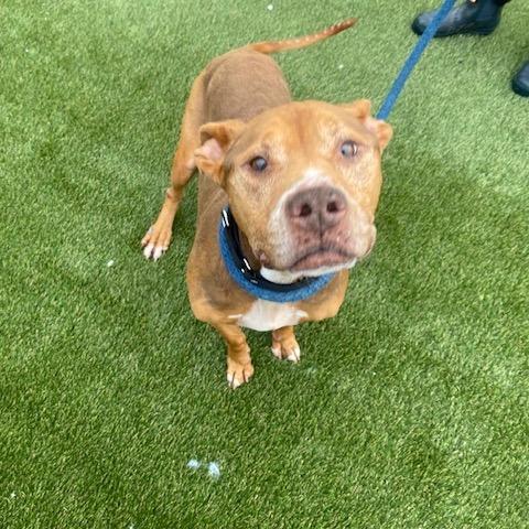 Lilac Wiggleton — thumbnail 3