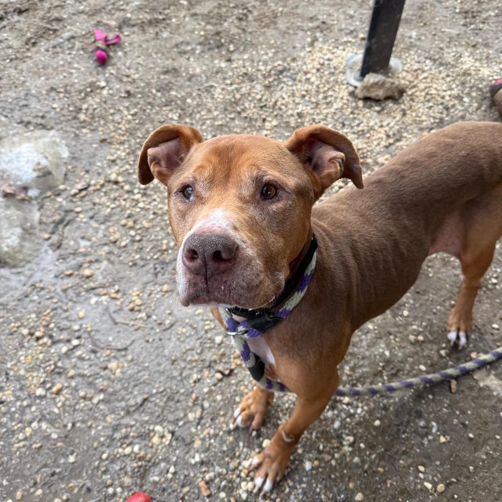 Lilac Wiggleton — thumbnail 5