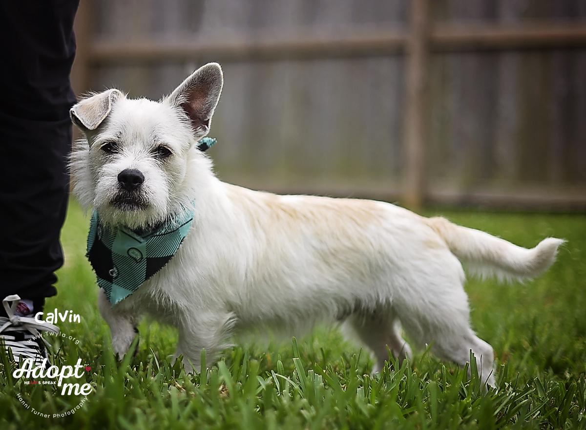 Calvin, a ADOPTABLE mixed breed in Kingwood, TX image 4/6