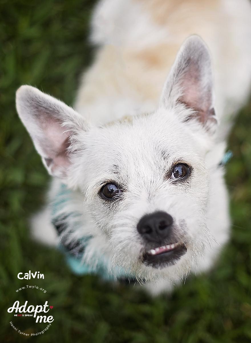 Calvin, a ADOPTABLE mixed breed in Kingwood, TX image 3/6