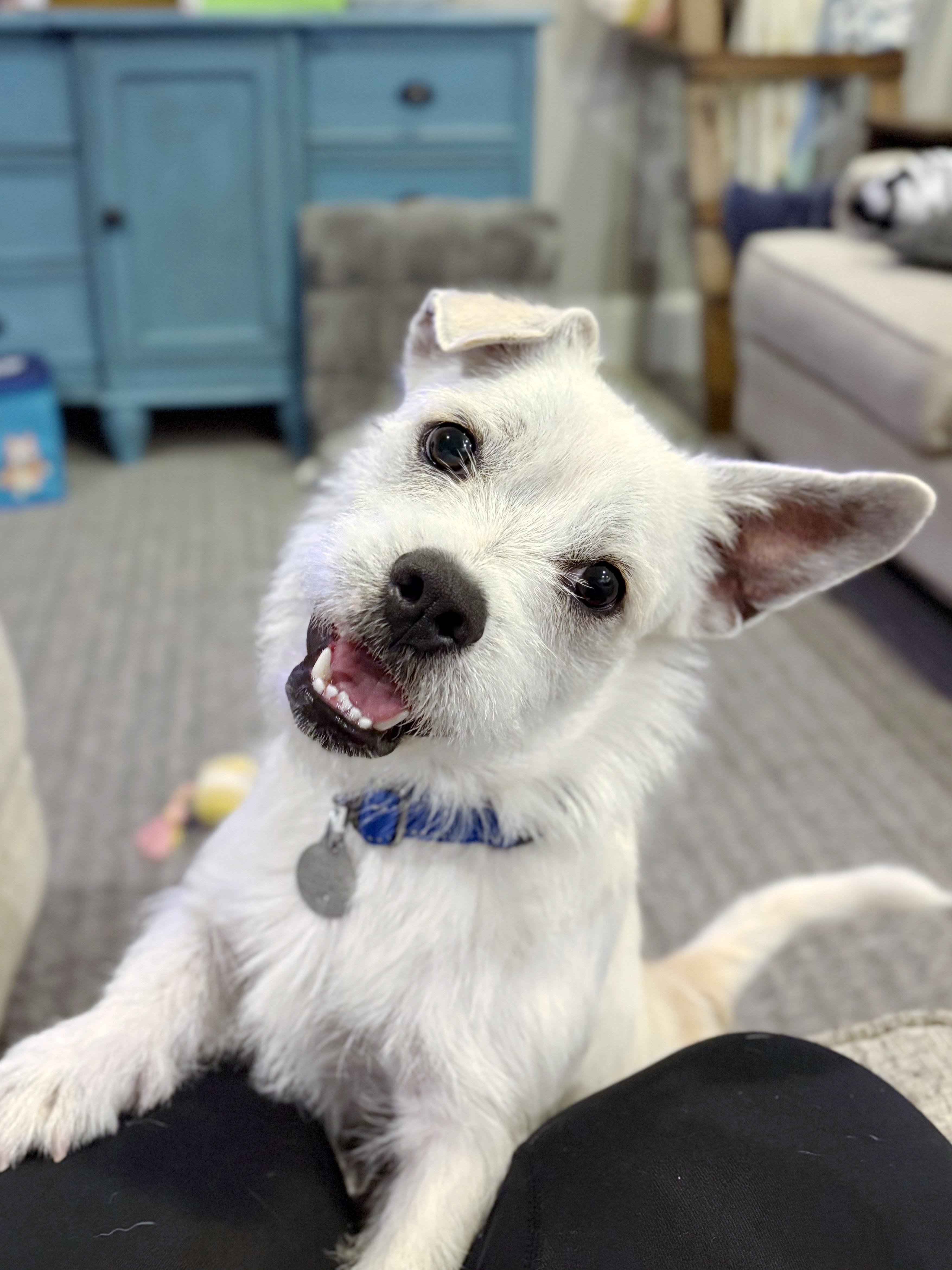 Calvin, a ADOPTABLE mixed breed in Kingwood, TX image 1/6