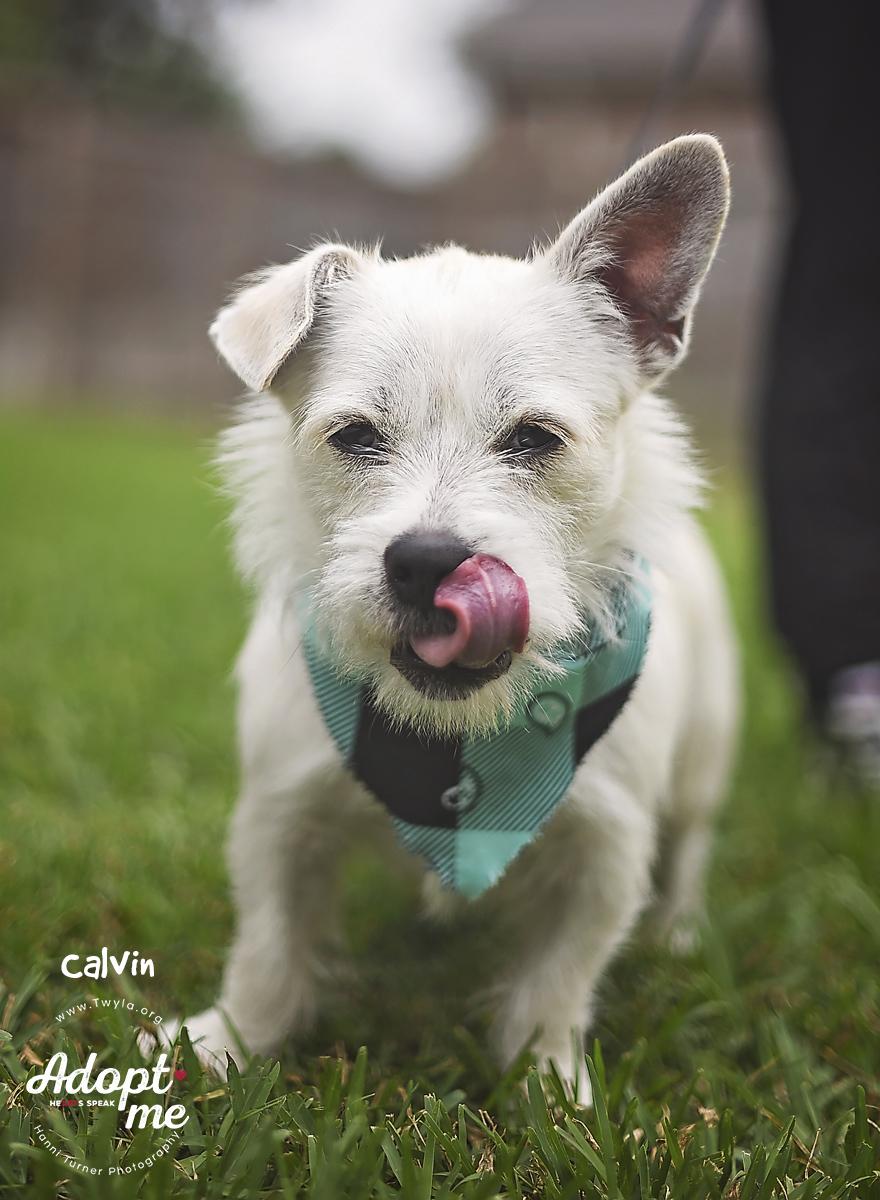 Calvin, a ADOPTABLE mixed breed in Kingwood, TX image 2/6