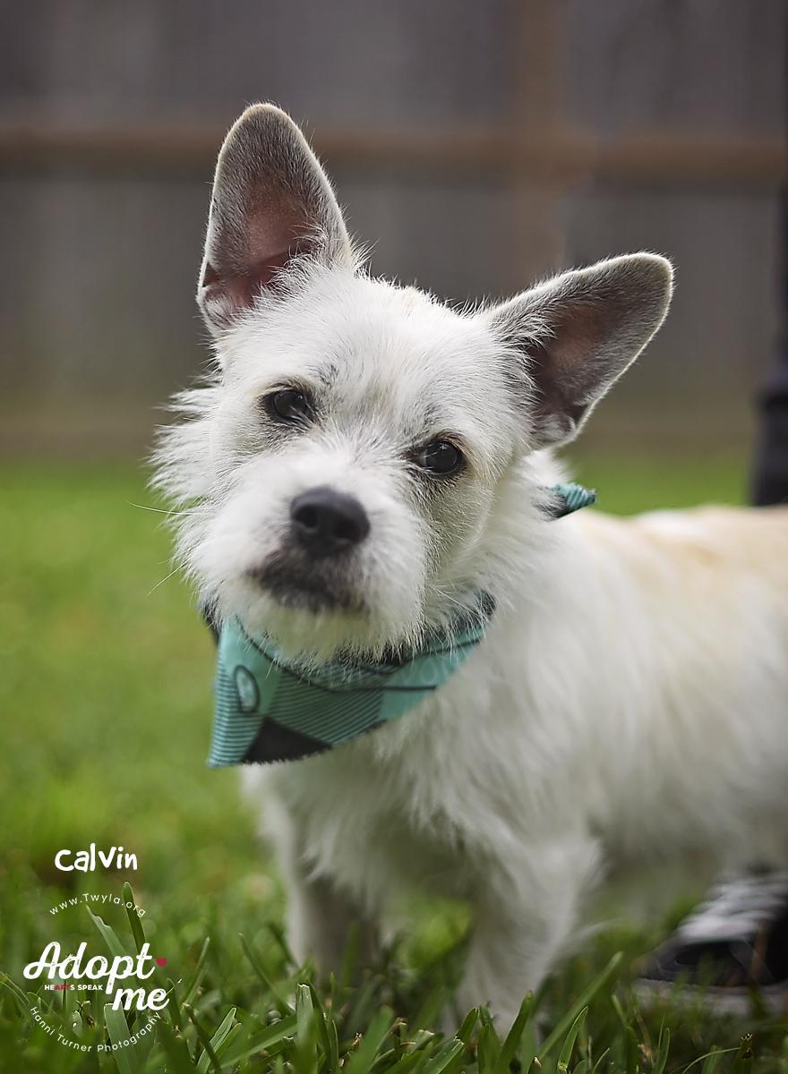 Calvin, a ADOPTABLE mixed breed in Kingwood, TX image 5/6