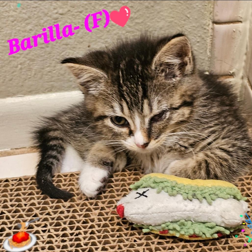 Barilla, Adoptable, Kitten Female Domestic Short Hair.