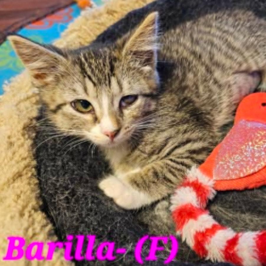 Enlarge Barilla, a Adoptable Domestic Short Hair in Westminster, CA image 2/2