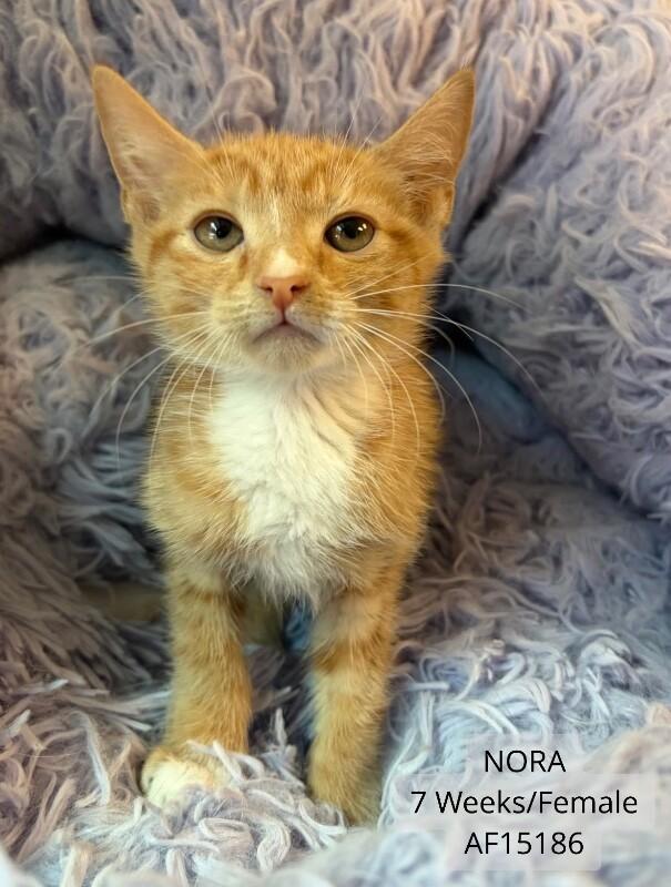 Enlarge Nora, a Adoptable Domestic Short Hair in Supply, NC image 1/1
