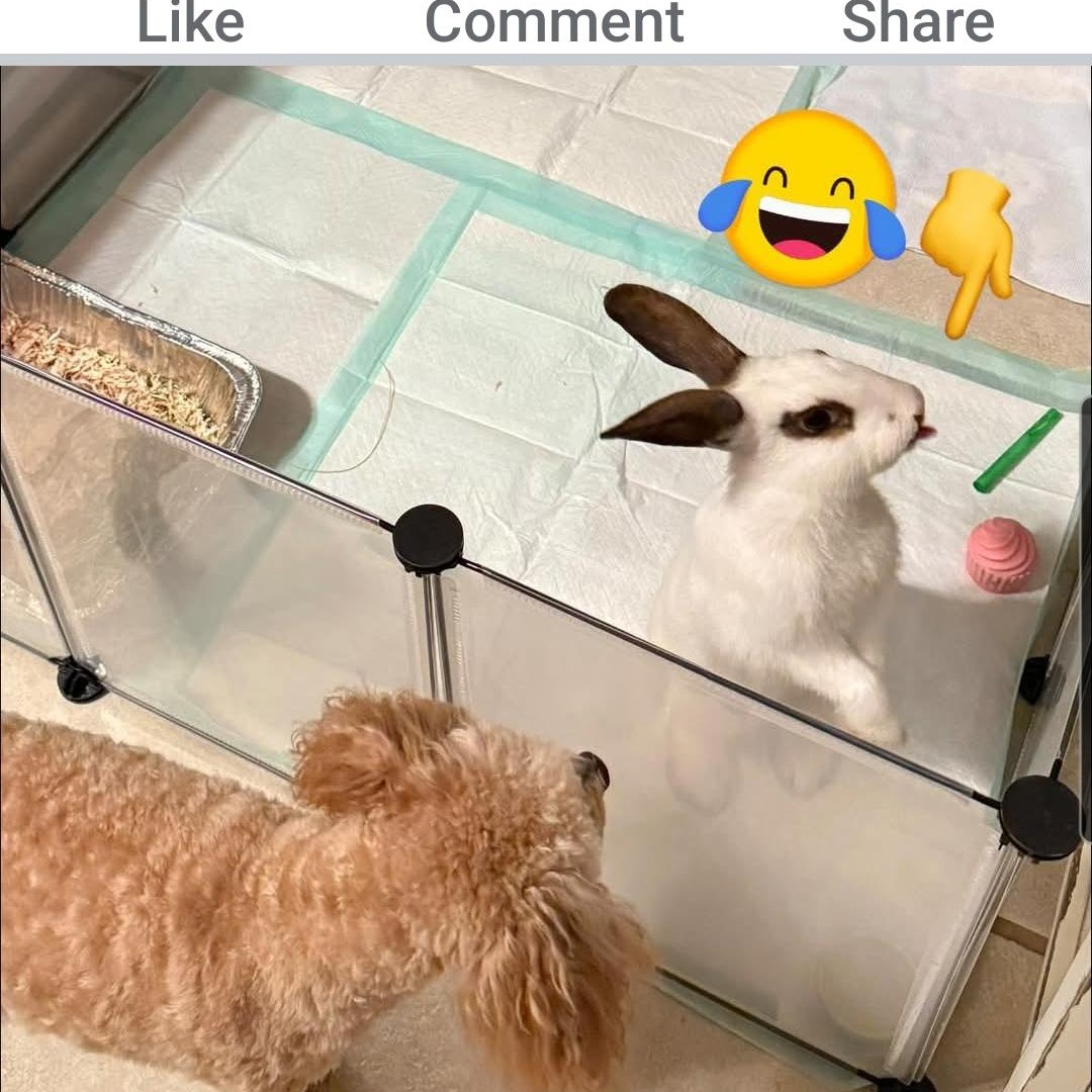 Dimples, Adoptable, Adult Female Bunny Rabbit.