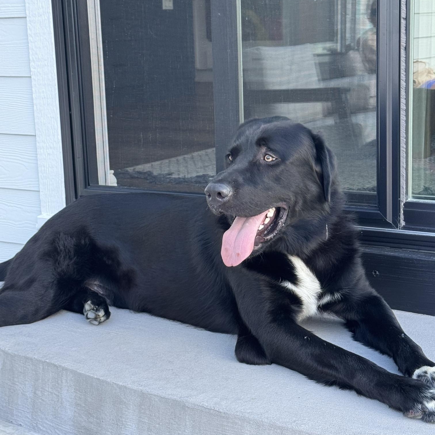 Enlarge Bruno - Courtesy Cupid -, a Adoptable mixed breed in Milwaukee, WI image 4/5