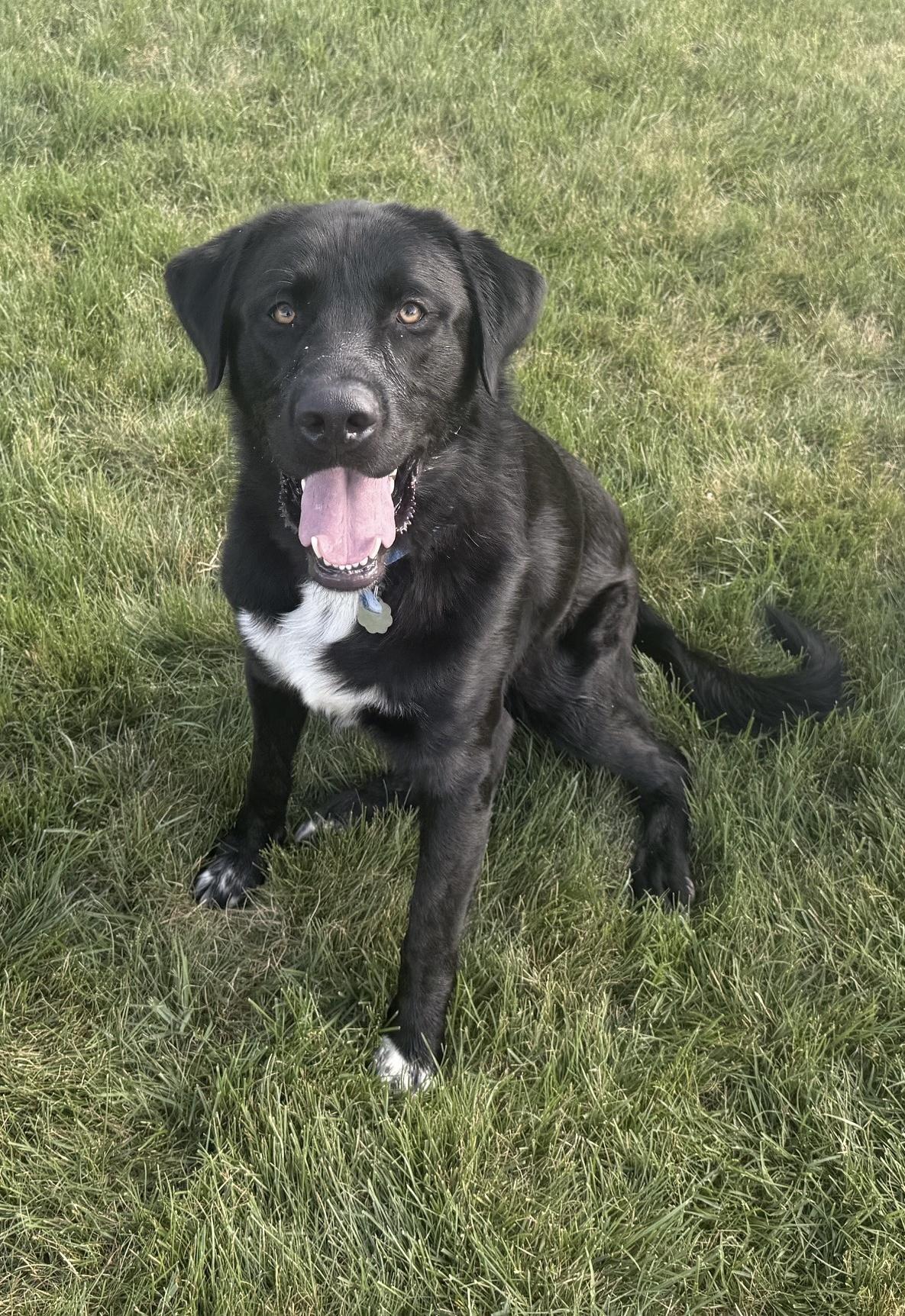 Bruno - Courtesy Cupid -, Adoptable, Adult Male Black Labrador Retriever.