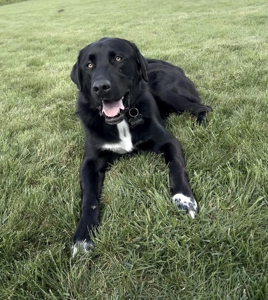 Enlarge Bruno - Courtesy Cupid -, a Adoptable mixed breed in Milwaukee, WI image 3/5