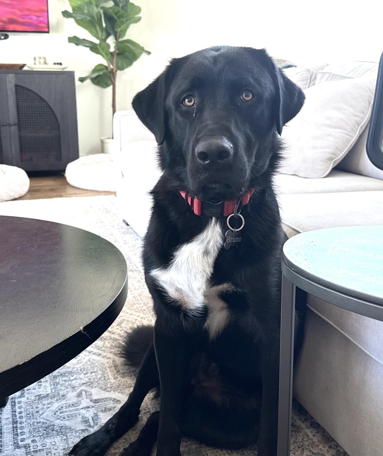 Enlarge Bruno - Courtesy Cupid -, a Adoptable mixed breed in Milwaukee, WI image 2/5