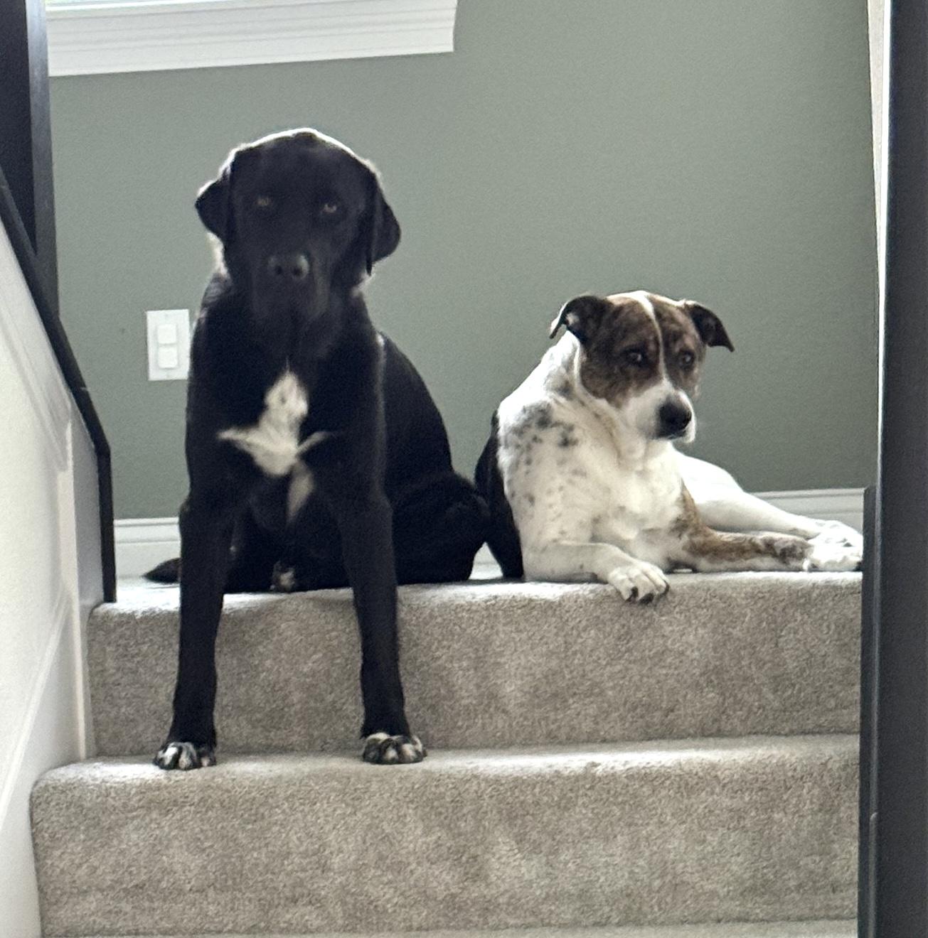 Enlarge Bruno - Courtesy Cupid -, a Adoptable mixed breed in Milwaukee, WI image 5/5